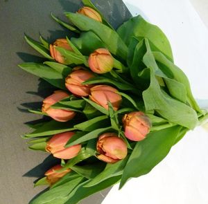 TULIPE CARACAS
